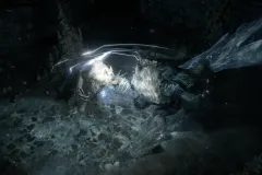 poe2_Wolf_Yeti_Cinematic